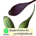 Dendrobium officinale seed for planting & antidiabetics